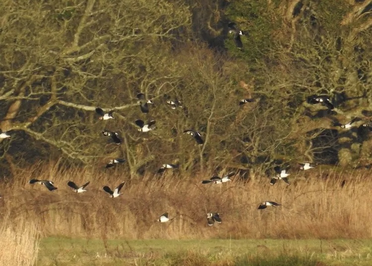 Lapwing Ranges The Lapwing – Northwest Nature and History