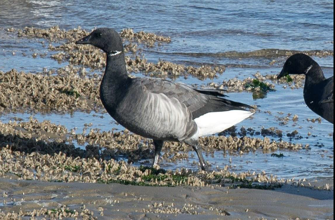 Guide to Geese, Part One – Northwest Nature and History