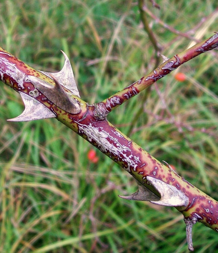 The Dog Rose – Northwest Nature and History