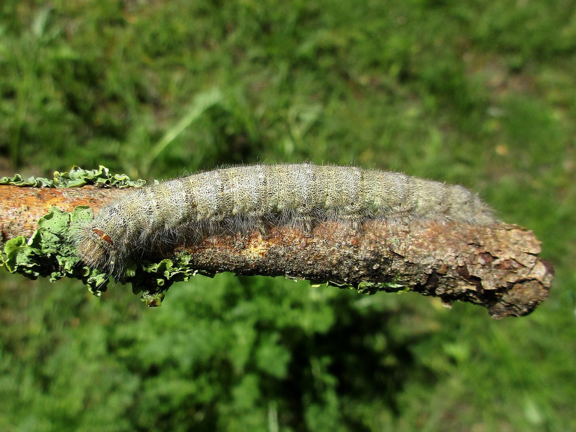 December Insect The December Moth – Northwest Nature and History