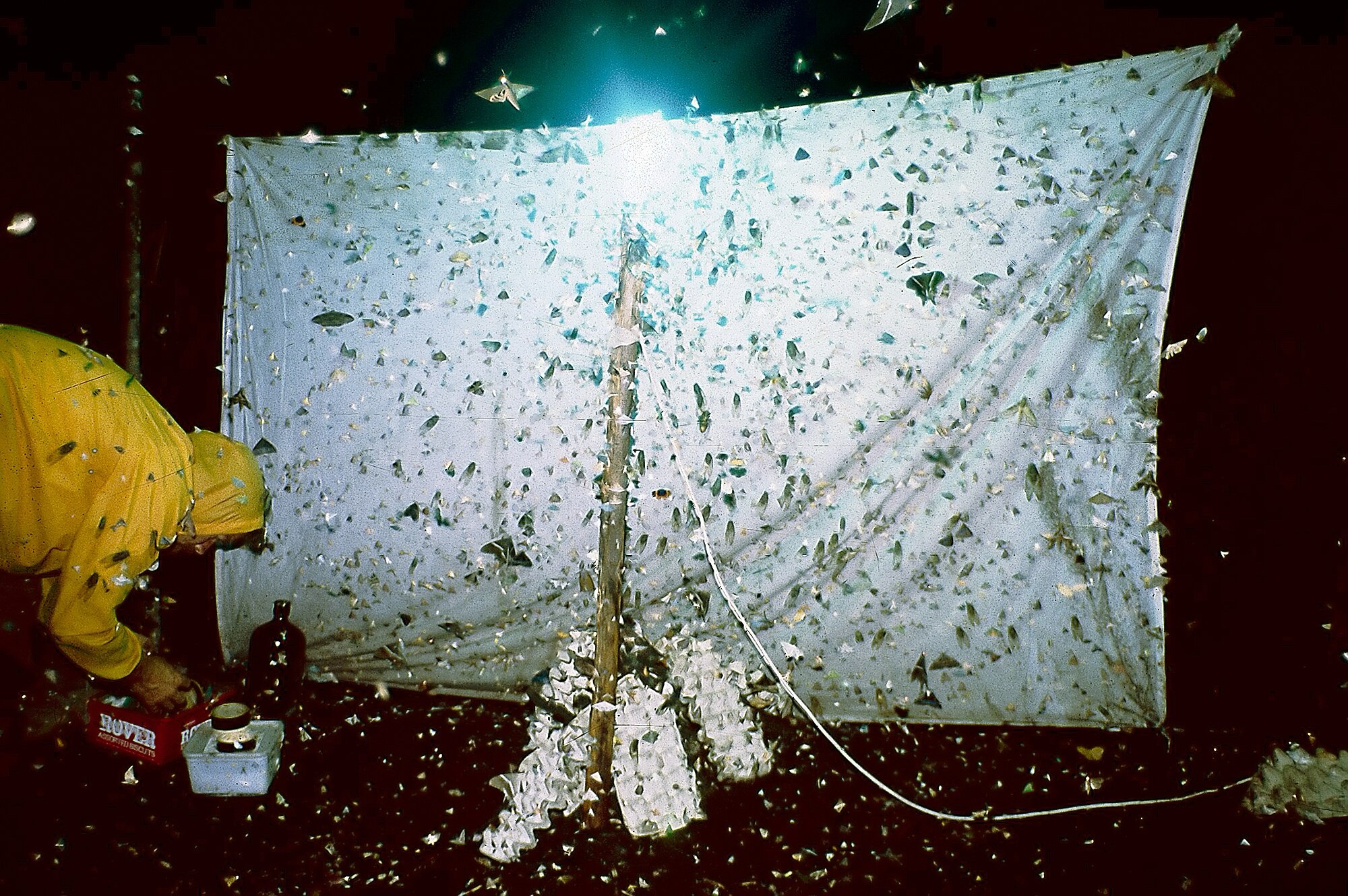 Catching moths in winter – Northwest Nature and History