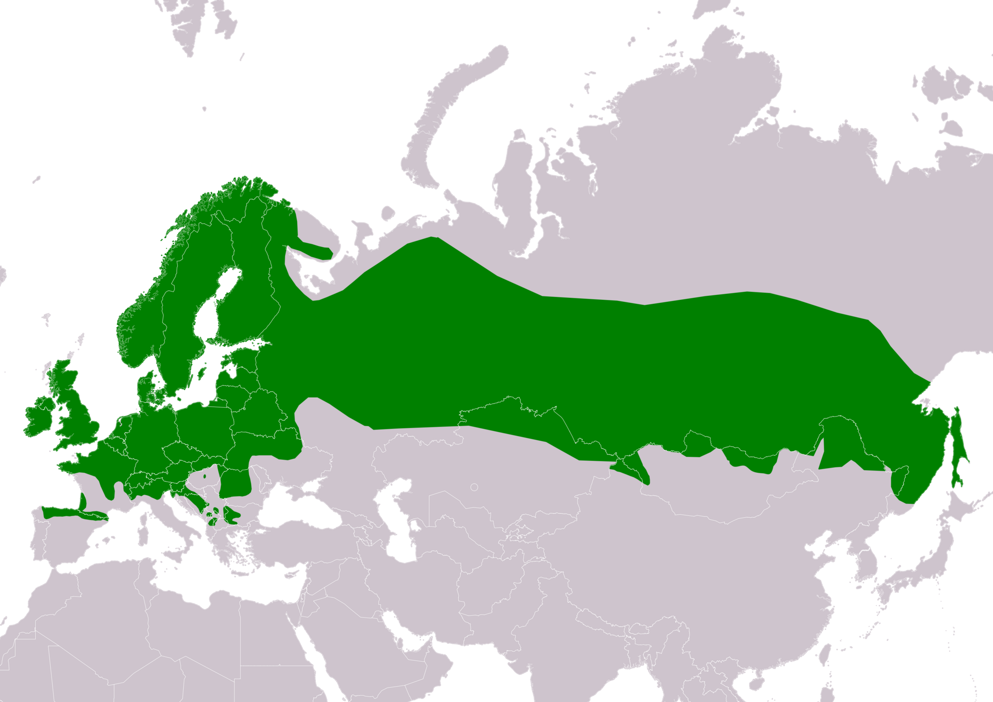 The Common or Viviparous Lizard – Northwest Nature and History