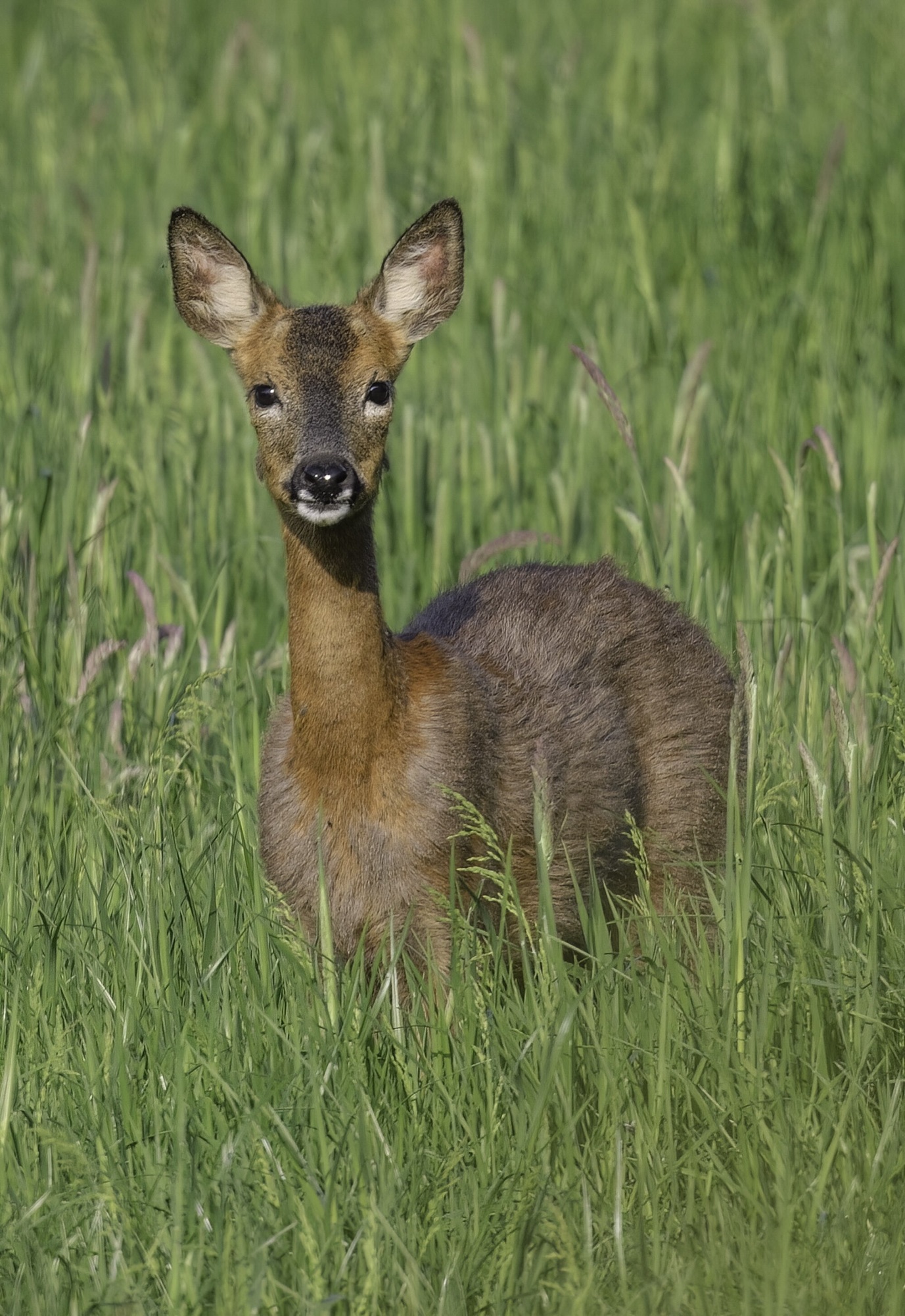 Roe Deer – Northwest Nature and History