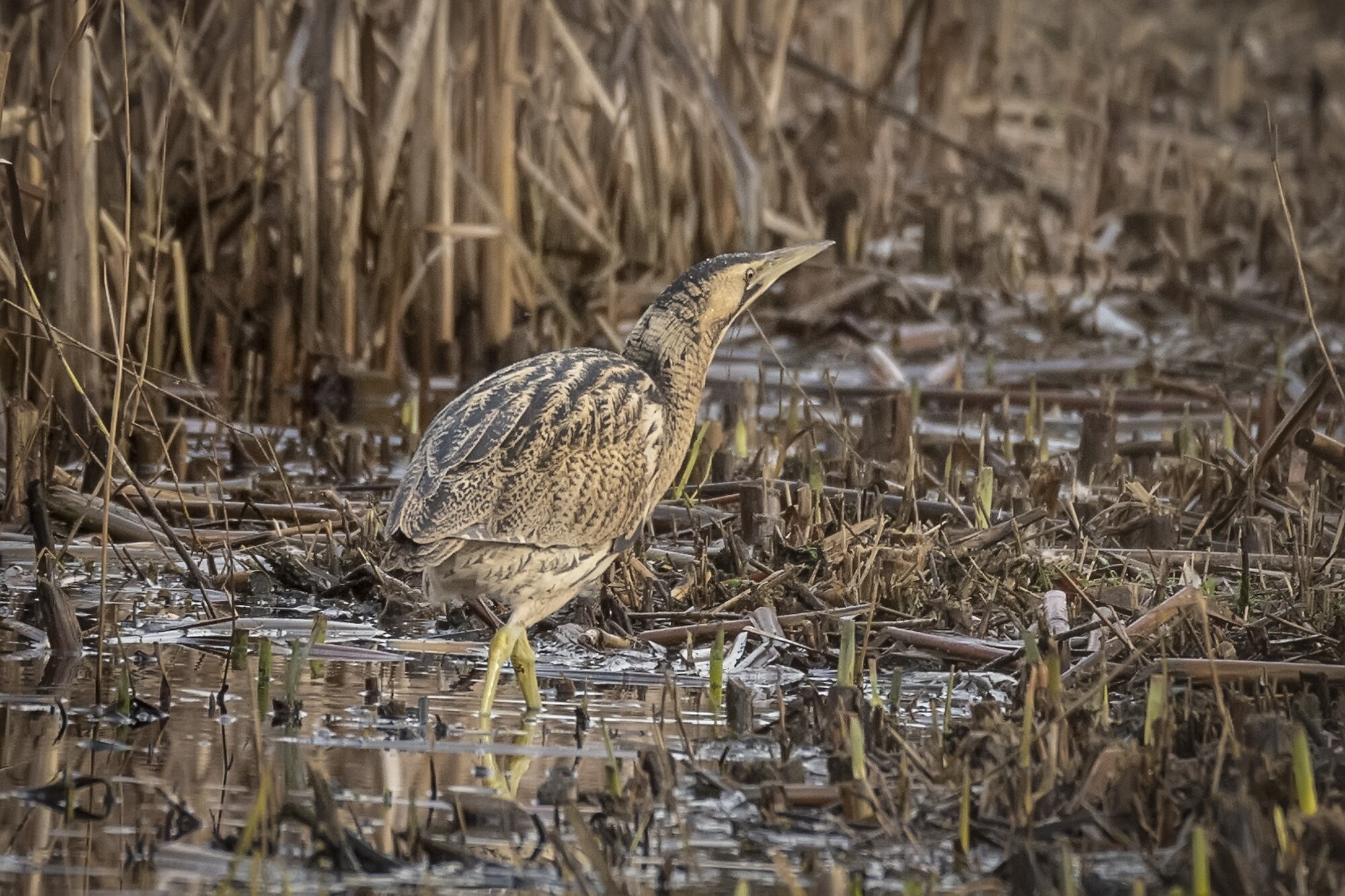 The Bittern The Elusive Bitterns of Brockholes – Northwest Nature and History