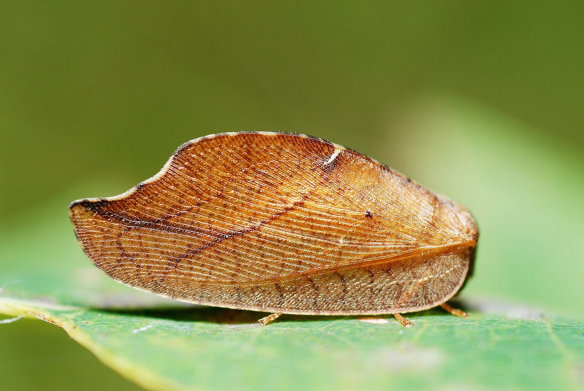 Beauty and the Beast; the Lacewing and the Lion – Northwest Nature and ...