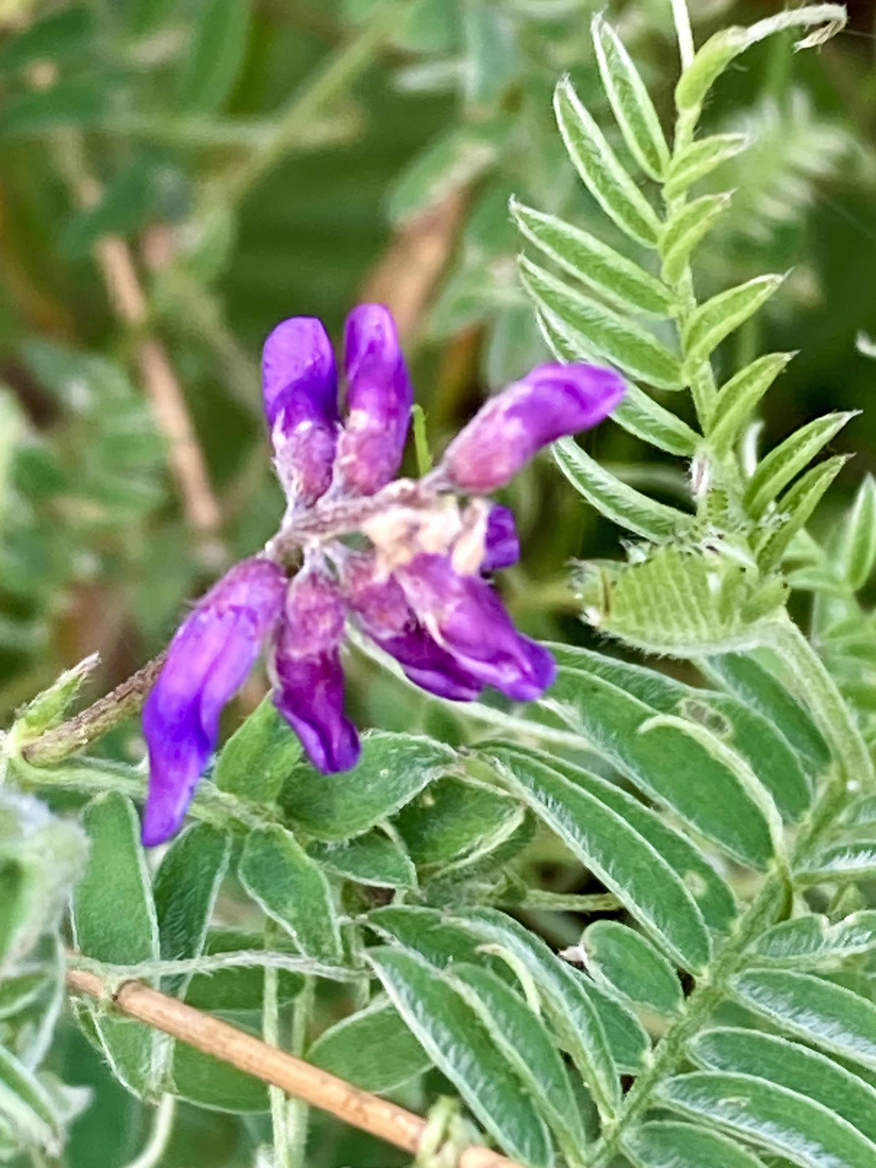 Hairy, or Forage Vetch, Vicia villosa – Northwest Nature and History