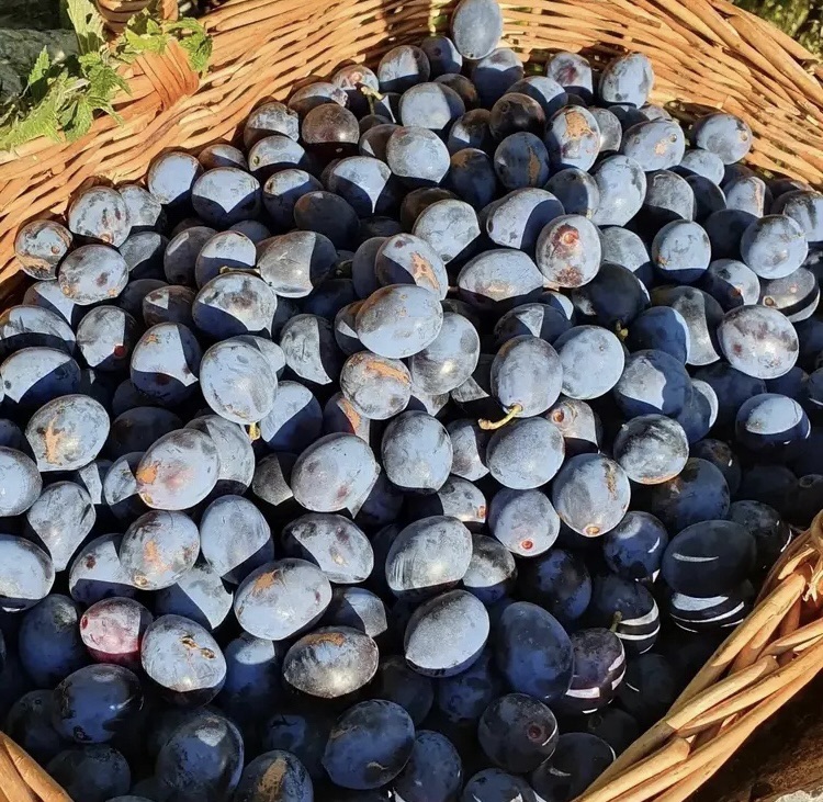 Damson Days – Northwest Nature and History