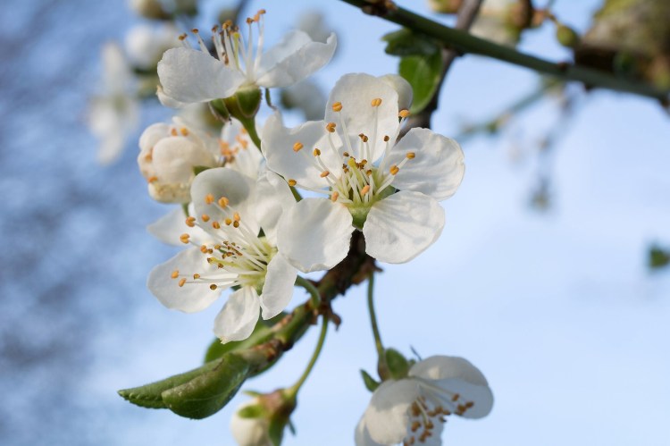 Damson Days – Northwest Nature and History