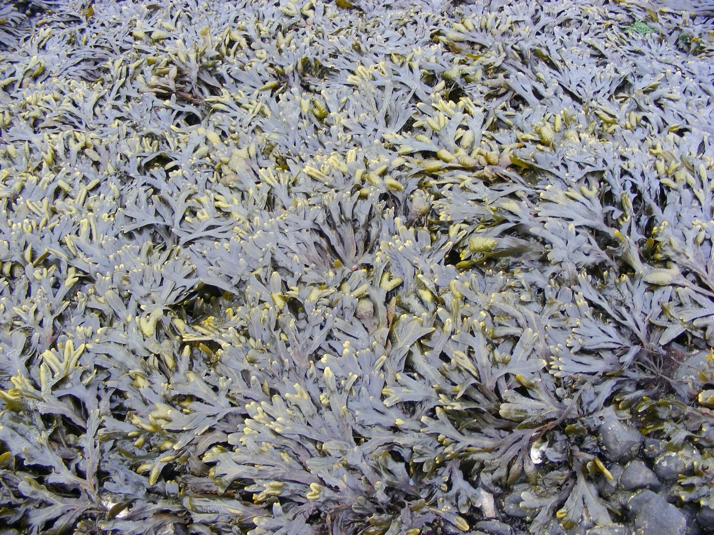 Northern Shores: Bladderwrack – Northwest Nature and History