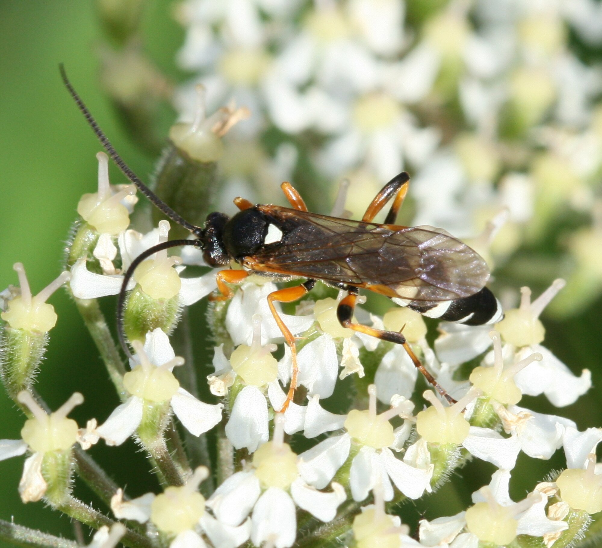Ichneumon sarcitorius, the White-Striped Darwin Wasp – Northwest Nature ...